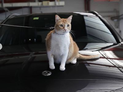 Katze auf einem Carvolution-Auto