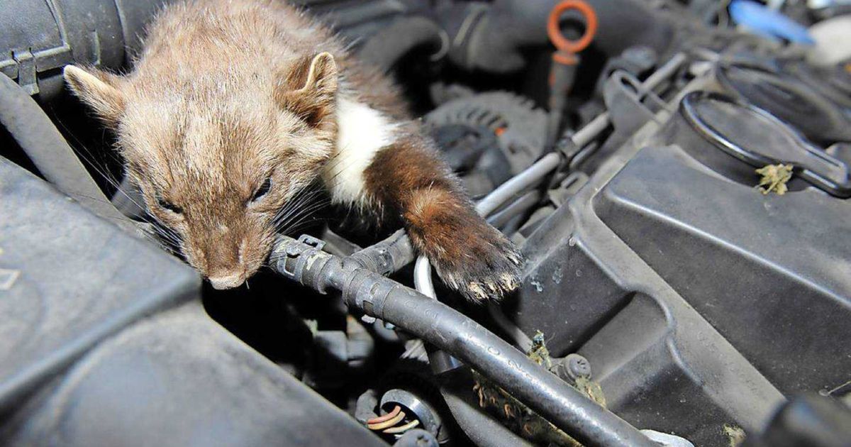 Beware of martens - how to protect your car