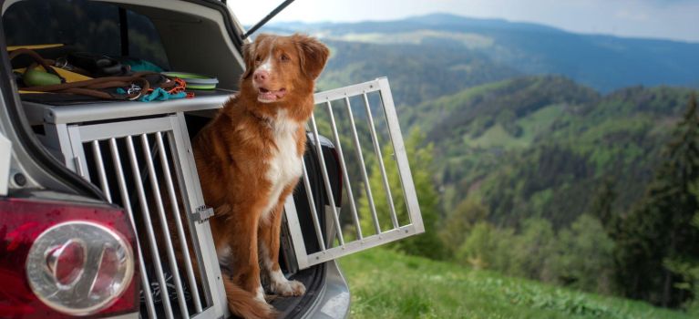 Ein Hund sitzt im Kofferraum eines Autos in den Bergen.